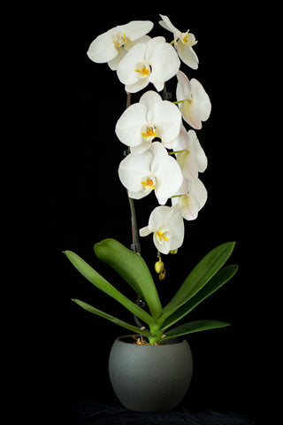 Giant Orchid